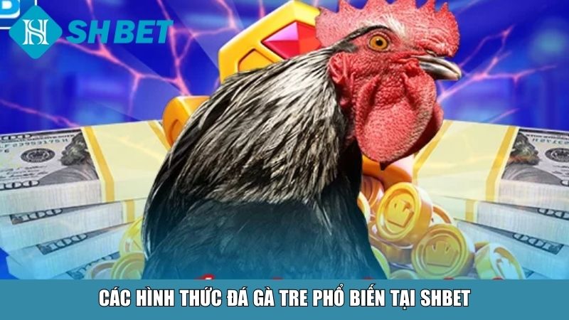Ưu điểm nổi bật khi chơi đá gà tre tại SHBET