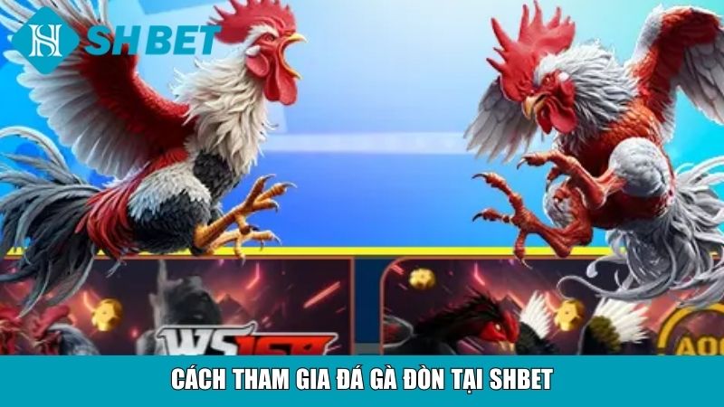 Cách tham gia đá gà đòn tại SHBET