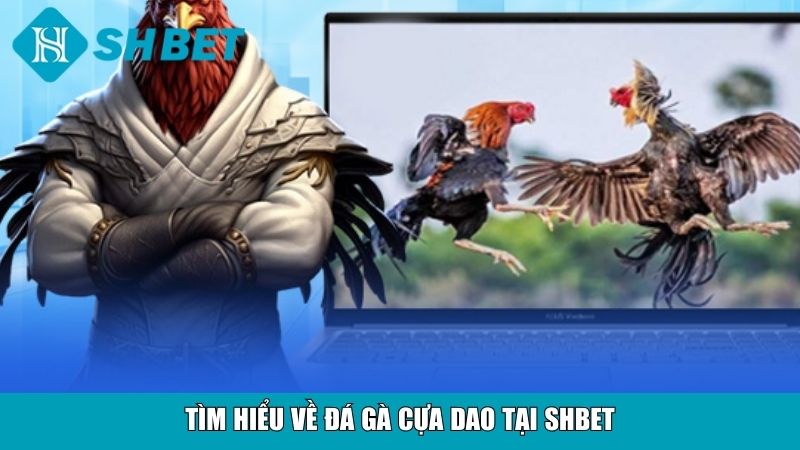 Tìm hiểu về đá gà cựa dao tại SHBET