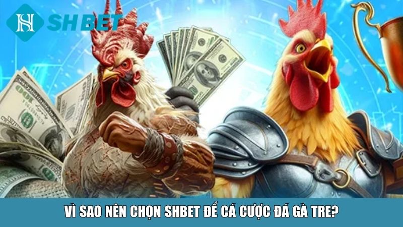 Vì sao nên chọn SHBET để cá cược đá gà tre?