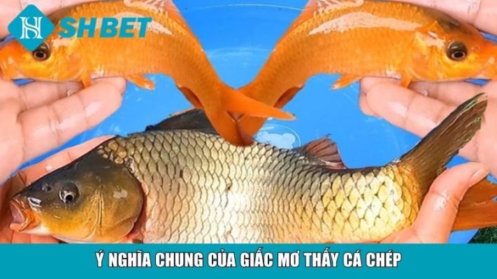 Ý nghĩa chung của giấc mơ thấy cá chép